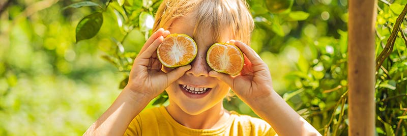 Boy in garden collects tangerines
